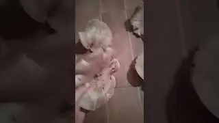 синие ножки гиганты