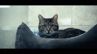 Гостиница для передержки котов, кошек, котят в Киеве.