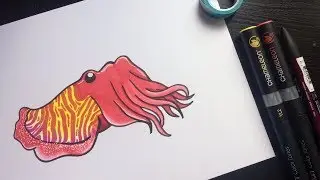 Doodling a Cuttlefish!