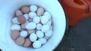 Чем кормить кур несушек? чтобы хорошо неслись.
