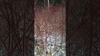 itburnu kolu