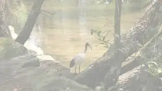 Birds in Australian Nature. Music- Andrey Volanicky