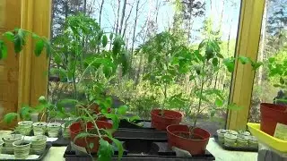 Cherub Tomato flowering