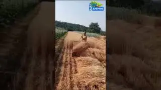 У каждого свой способ сенокоса