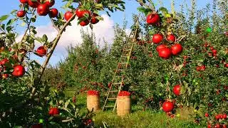 FRESH APPLE TREE ANIMATION BACKGROUND FREE DOWNLOAD MOTION HD 1080P GREEN SCREEN BACKGROUND