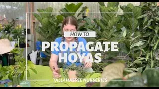 5 Ways How to Propagate Hoyas