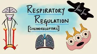Respiratory Regulation | Part 2 | Chemoreceptors | Chemical Regulation | Respiratory Physiology