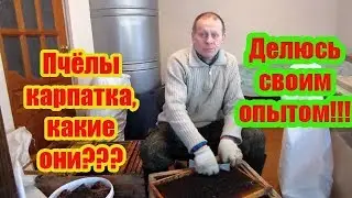 МОЯ РАБОТА С КАРПАТСКОЙ ПЧЕЛОЙ НА МОЕЙ ПАСЕКЕ. ТЕСТ КАРПАТКИ С МУКАЧЕВО.