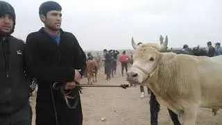 QIZIRIQ MOL BOZORIDAGI NARHLAR BILAN TANISHING - 3     Musurmonjon Ibragimov