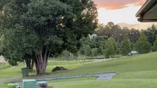 Hundreds of Corellas Singing at Sunset 🪶