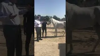 Gray horse discriptio وصف الخيل الشهباء