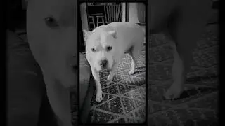 Dog is GOD spelled backwards 😁 