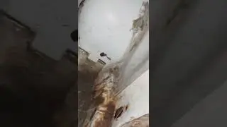 бобры погрызли