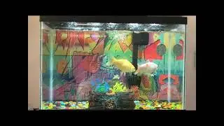 MY TEN YEAR OLD GOLDFISH