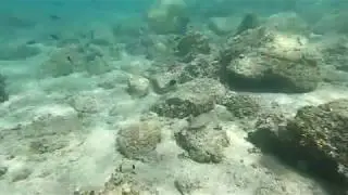 Подводный мир Эгейского моря