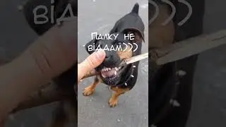 Ягдтер'єрчік Юна. Роби зі мною що завгодно  Hunting terrier Do whatever you want with me