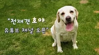 동물농장 주인공 천재견호야 새로운 출발