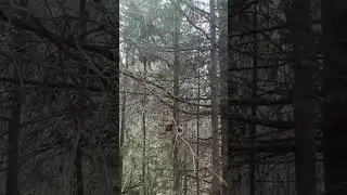 опять белки🐿Рыбалка охота ягдтерьер🦡