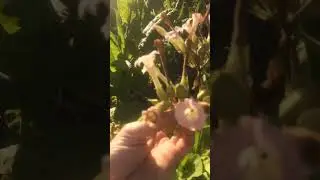 ТАБАК ВИРДЖИНИЯ