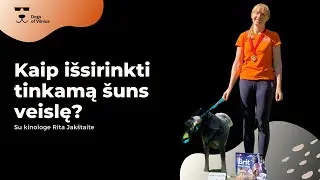 Kaip išsirinkti šuns veislę? | oUoU #12