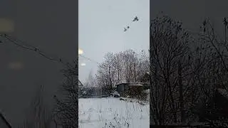 зимние попугайчики прилетели покушать. Саратов, 24 ноября