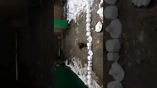 Сонька во дворе (Февраль 2018)