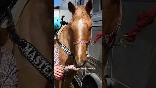 Placing At A Pro Rodeo On Dakota! #equestrian #horses #barrelracing