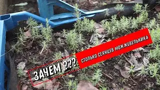 Сотни сеянцев можжевельника. Где взять и куда планирую использовать