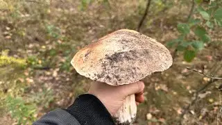Вихід у ліс: гриби є! Частина 2
