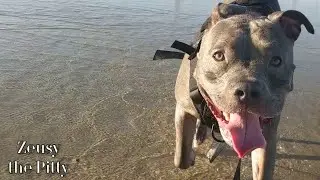 Aggressive Dog At Beach Attacks Other Dogs And Starts After My Pitbull! Warning Argument Ensues!