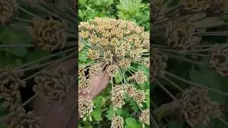 що за рослина, хто знає?