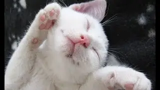 Gato filhote miando efeito sonoro