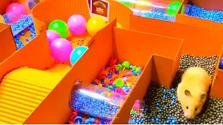 Hamster 🐹 Pop It Pyramid Rainbow Maze