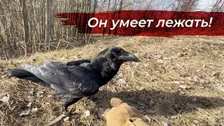 Саша делает, а Гоша ломает! Прогулка и игры с вороном
