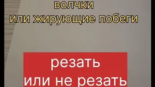 Волчки или жирующие побеги, резать или не резать.