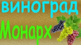 Виноград Монарх