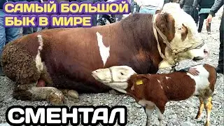 Мол бозор Регар Самый большой бык Сментал. Букаи калон дар Точикистон.