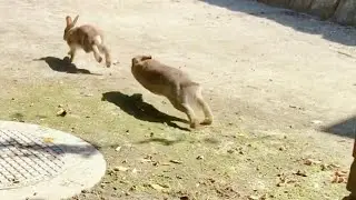 Rabbit fights [Rabbit Scream]
