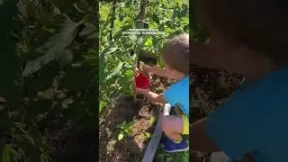 Для скорейшего созревания помидор🍅#помидоры #рассада #кусты #монокалийфосфат