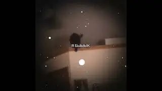 кот вертолёт 😂 