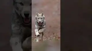 BÖRÜ DAĞLARDA! 
