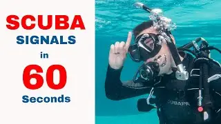 Scuba Diving Hand Signals #Shorts
