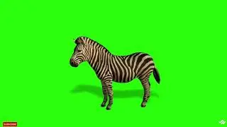 Green screen Zebra resting video | Chroma Key