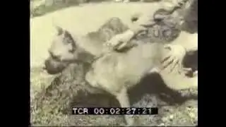 working dogs boxer 1948