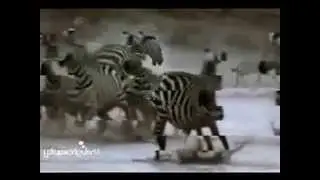 Никогда не сдавайся.
