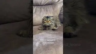 Меня предала моя семья😿