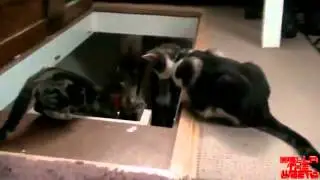 Очень наглый кот