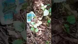 Нашел это в лесу😱Приворот? Клад игромана?😱