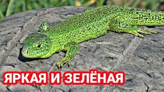 КАК СДЕЛАТЬ ПРЫТКУЮ ЯЩЕРИЦУ ЗЕЛЁНОЙ! КАК СДЕЛАТЬ ЯЩЕРИЦУ ЯРЧЕ! EXO TOP