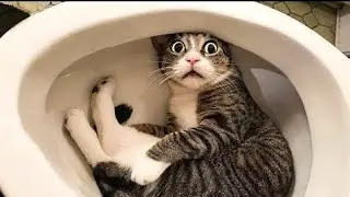 САМЫЕ смешные ПРИКОЛЫ с животными. КОТЫ И СОБАКИ.#коты#собаки#приколы#приколысживотными#funnyvideo